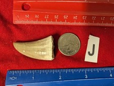 Fossil Dinosaur Mosasaur Mosasaurus Tooth Giant Large 70 million years old