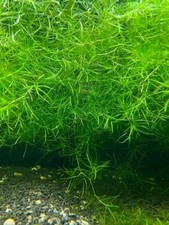 Guppy Grass Live Aquarium Plant - Najas guadalupensis, 2 portion cup 16 Oz