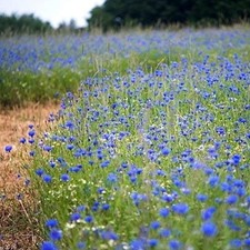 Bulk Non-GMO Cornflower Seeds - Tall Blue Bachelor Button Flower 1/2 Lb 