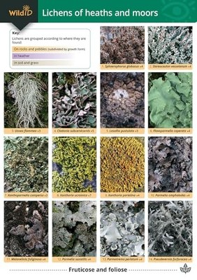 LICHENS OF HEATHS AND MOORS by Frank Dobson Paperback Self Help Business