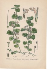 Gundermann (Glechoma hederacea) Chromo Lithograph from 1891 Ground Ivy