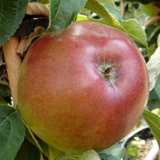 Rhapsodie (S) Säulenapfel saftiger Herbstapfel Apfel Apfelbaum robust geg Schorf