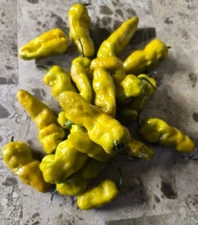20+ T-Rex Mustard Pepper Seeds - Super Hot Pepper