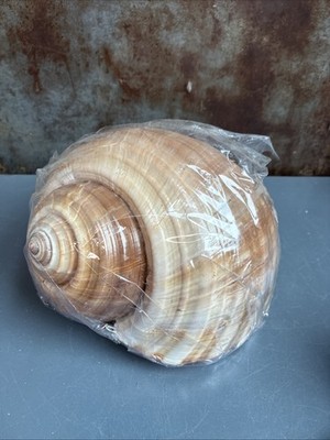 Giant Banded Tun Shell White and Brown Banding