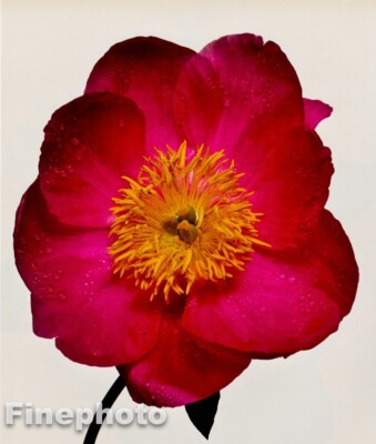 1968/80 Vintage IRVING PENN Botanical Red PEONY Flower KROMEKOTE Photo On 11x14