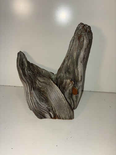 Florida Driftwood Sculptural Flame Piece Coastal Decor Aquarium Terrarium