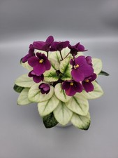 Variegated Rare Miniature African Violet (Houseplant) 'Jolly Jubilee' Dark Puple