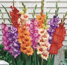32 x Gladioli Mixed Bulbs - Fantastic Cut Flowers Summer Perennial