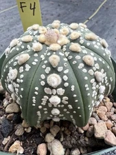 Astrophytum Asterias Super Kabuto Fish  Shape Star Shape!! 4” Pot