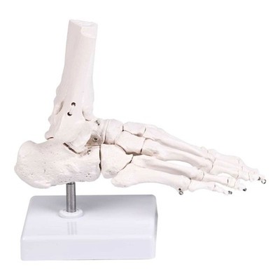 Realistic Human Foot Bone Model Teaching Aids For Enhanced Learning In Anatomy
