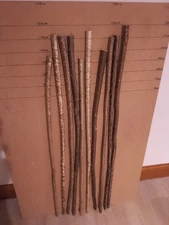 Hazel walking stick shanks x 10 seasoned 14 months require straightening