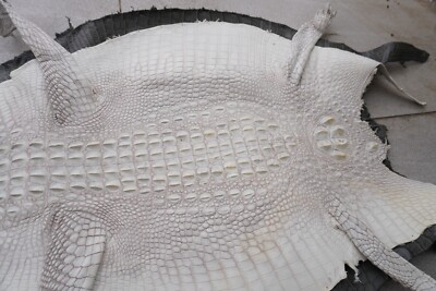 W 16 in- Off White Real Croco Skin Leather Hide Exotic Pelt  taxidermy Craft #R3