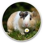 2 x Vinyl Stickers 25cm - Blonde & White Guinea Pig Piggy Pet  #44342