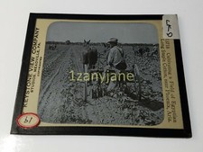 HISTORIC Magic Lantern GLASS Slide LKD CULTIVATING EGYPTIAN LONG STAPLE COTTON