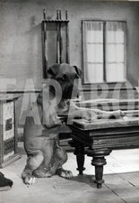 Photo de presse vintage