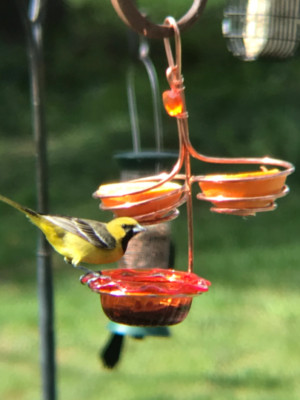 Triple Oriole Feeder