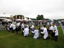 Photo 6x4 Judging of Zwartbles sheep, Northumberland County Show Bywell/ c2017
