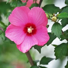 Althea Rose of Sharon Pink Tree – Live Plant in Quart Pot – No Ship to PR, HI