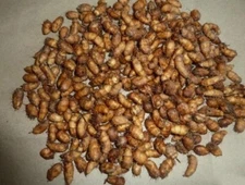 Cyperus esculentus TIGER NUTS, CHUFA SEDGE (10 tuber, seeds)