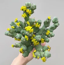 Multi Heads Succulent plant Euphorbia clivicola 5-7CM Boutique Garden Decor