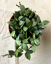 Hoya krohniana 'Eskimo' Houseplant