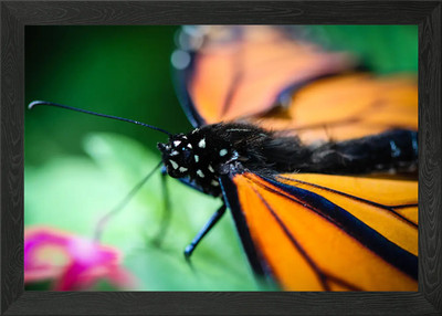 Monarch Danaus Plexippus Ein bunt gerahmtes Wandbild Poster Leinwanddruck Bild