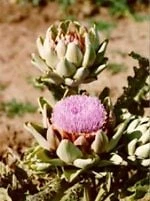 TSA CYNARA SCOLYMUS 50ML - Foto 1 di 1