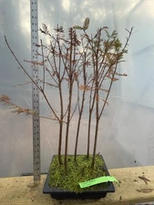 5 Tree Bald Cypress  - Forest Bonsai