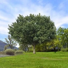 Oak Tree 'Bur Oak'