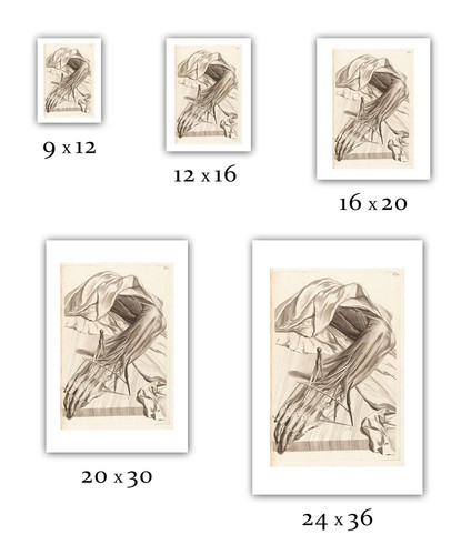 Govard Bidloo : "Flayed Human Arm (Table 70)" (1685) — Giclee Fine Art Print - 第 2/7 張圖片