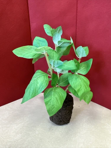 Kitchen Herb Garden Faux Drop-in 9” Artificial Basil Plant Home Restaurant Decor