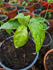 Passiflora granadilla Caerulea, Passionfruit. Blue Flower in 9cm Pots
