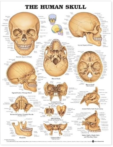 The Human Skull Anatomical Chart - 9781587791680