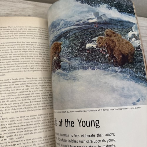 Vintage 1963 "The Mammals" By Time Life Nature Library Hardcover Book  - Picture 14 of 14