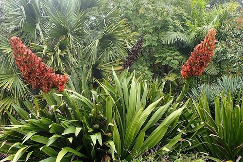 GIANT SPEAR LILY SEEDS DORYANTHES PALMERI FLOWERING SUCCULENT - Picture 3 of 5