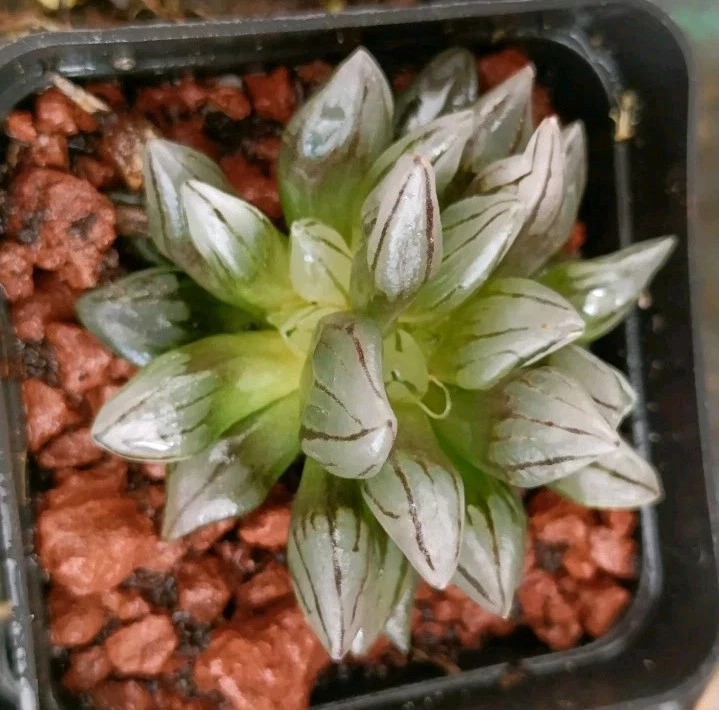 Haworthia Bullet Crest Rare succulent plant - Image 3 of 4