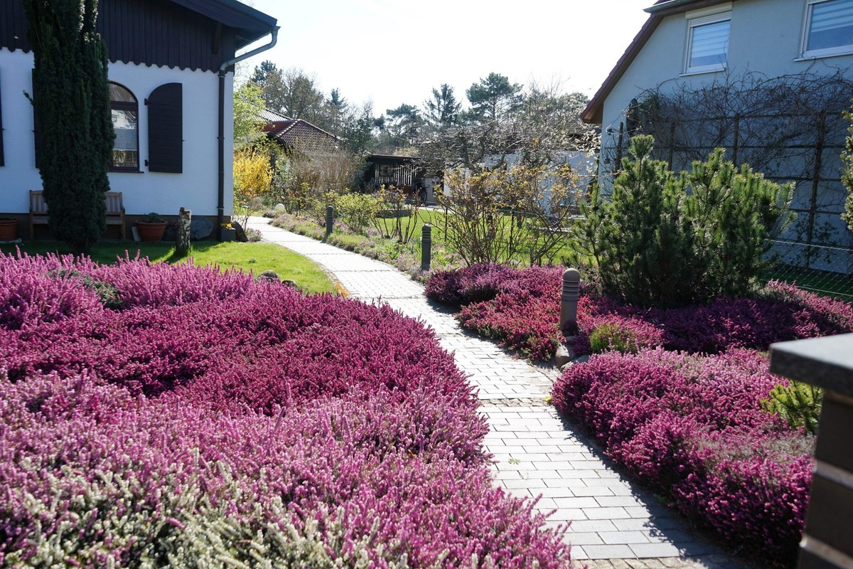 100 Scotch TRUE HEATHER Shrub Scot's Purple Pink Flower Calluna Vulgaris  Seeds | eBay