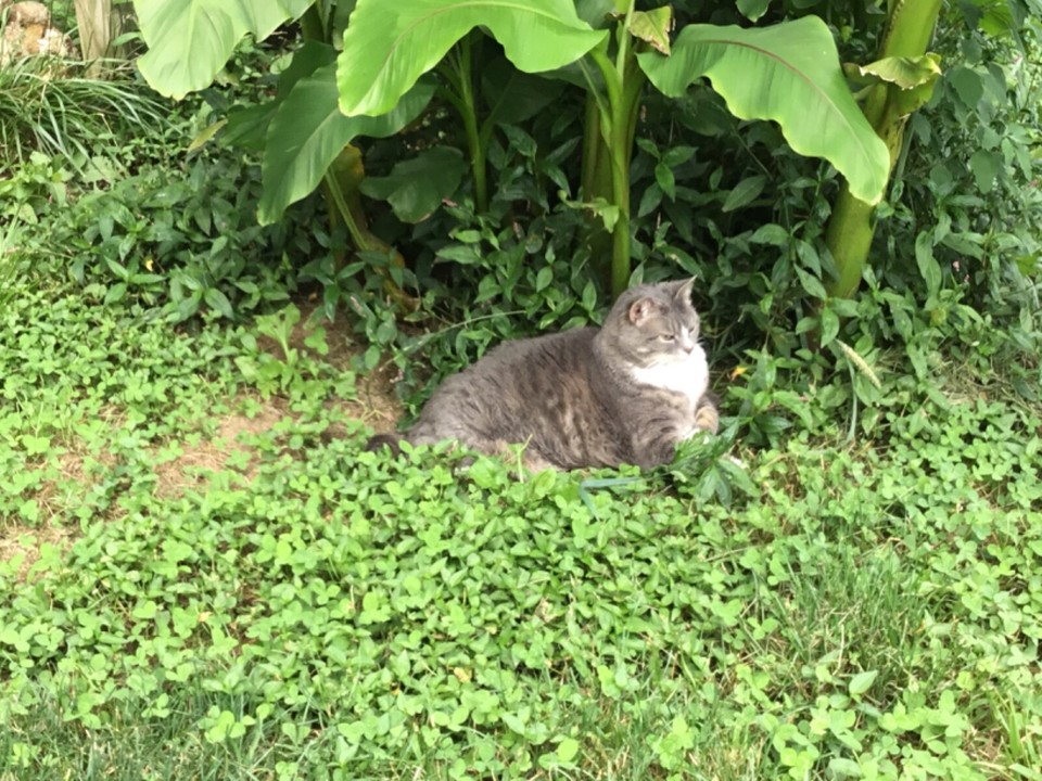 Buy A Cat Photo W USPS Tracking to Help Cats At Shelter In KY WE NEED Buy a cat photo w usps tracking to help cats at shelter in ky we need