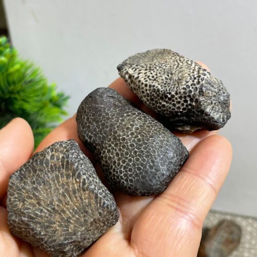 3 pièces 73 g dalle fossile de corail rugueuse - Actinocyathus - Maroc b1665 - Photo 1/9