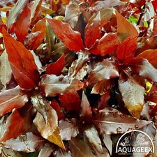 Alternanthera Reineckii Bunch Scarlet Temple Live Aquarium Plants Rare Red Pink