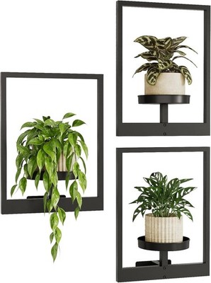 campos philodendron 4