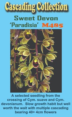 Cymbidium Sweet Devon 'Paradisia' 130mm pot Rare Orchid | eBay Australia