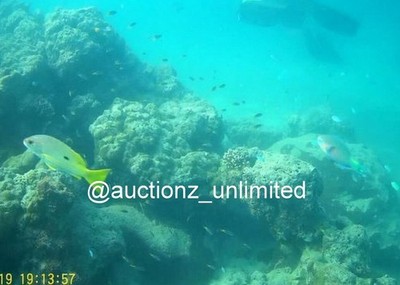 Digital Bild Bild Foto Pic Andaman Indien Unterwasser Korallen Leben...
