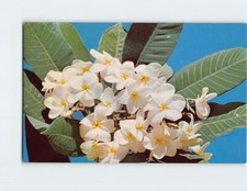 Postcard Plumeria