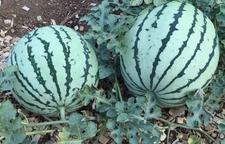 25 Premium Harvest of Select 2025 Fresh Sweet Dixie Queen Watermelon Seeds-C 32