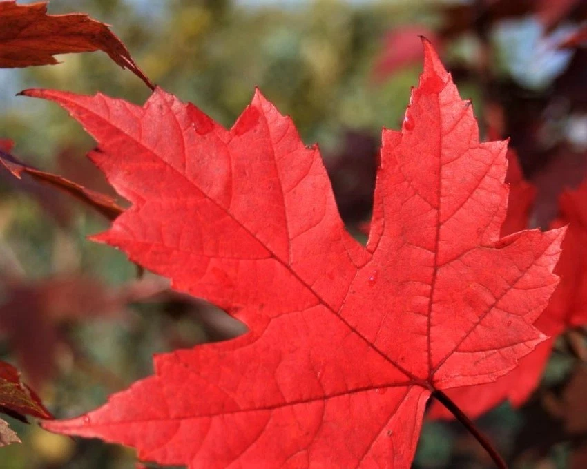 2 Red Maple Trees (Acer rubrum) 1-3 feet Tall, Bare root Beautiful Fast Growing  - Image 2 of 4