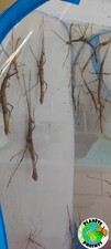 Onchestus rentzi eggs x30 phasmes/phasmids/Phasmiden/stick insect