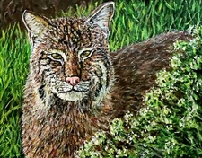 Bobcat Florida Wildlife Original Fine Art Painting. Acrylic 14x11