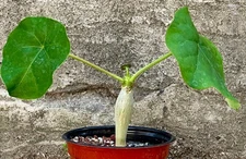 Jatropha Podagrica Live Plant, Buddha Belly, Rare Succulent Caudiciform 4" pot