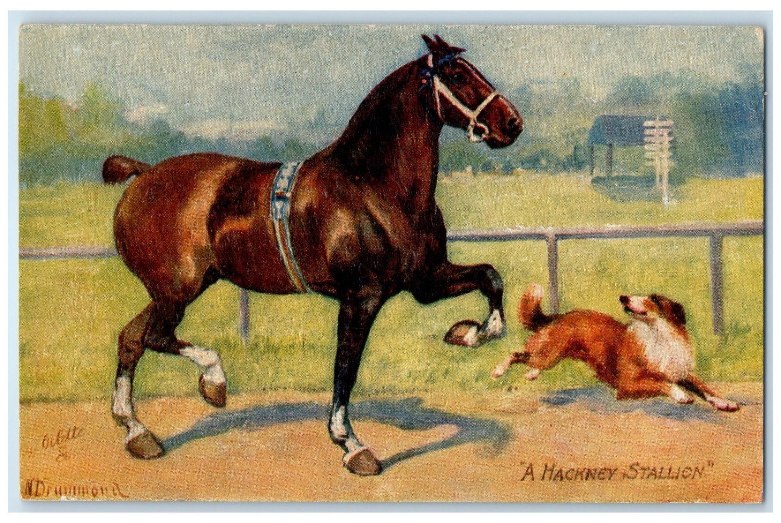 c1910's Horse A Hackney Stallion Dog Drummond Oilette Tuck's Antique Postcard